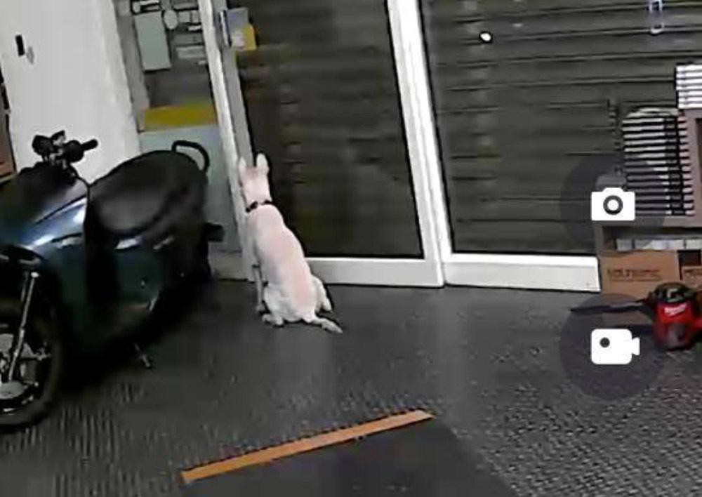 LẮP CAMERA AN NINH THEO DÕI CHÓ CƯNG, PHÁT HIỆN SỰ THẬT RƠI NƯỚC MẮT